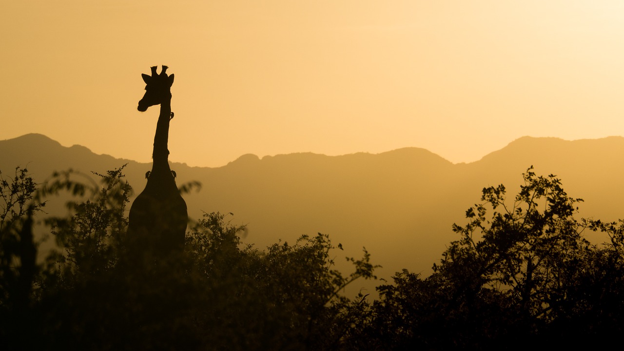 Giraffes